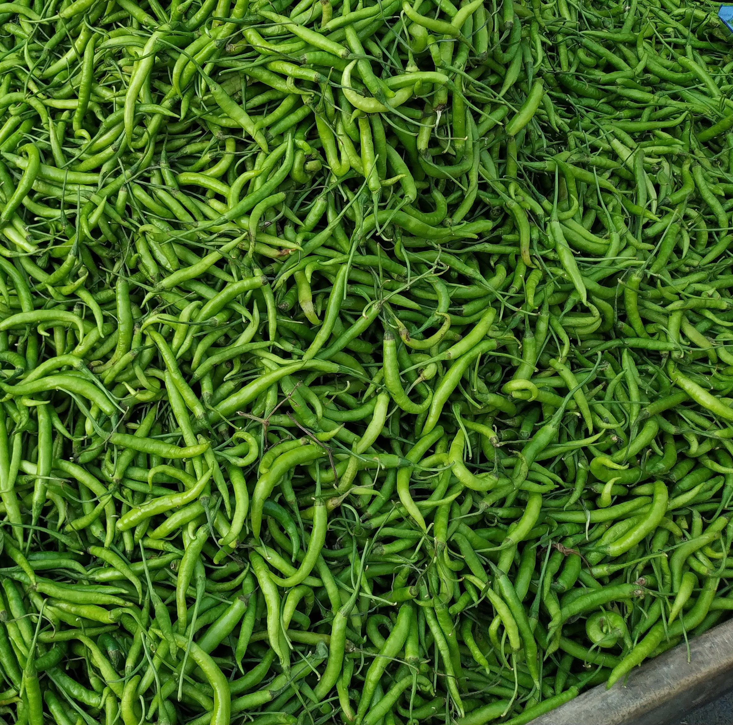 Fresh Green Chilli - Bhoomi Global Exports